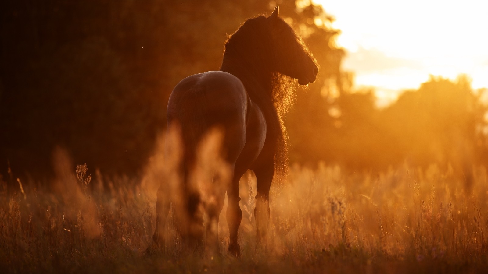 夕日の草原を歩く馬